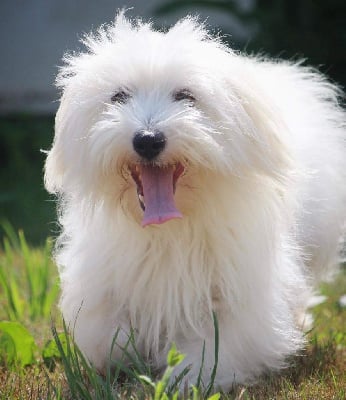 Étalon Coton de Tulear - Solution Des Vents D'Océan