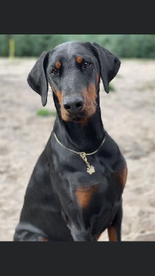 Étalon Dobermann - Panama vom Gebrannten Walde