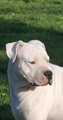 Étalon Dogo Argentino - Frida hijos de la suerte