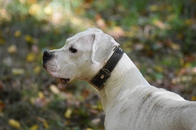 Étalon Dogo Argentino - Tapachula De La Notte Di Cane