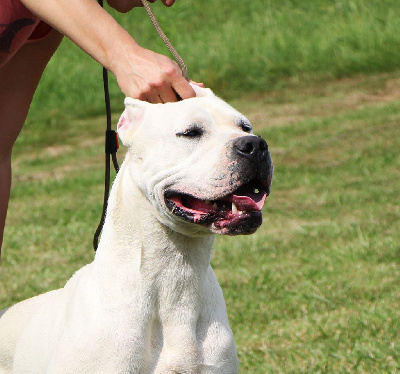 Étalon Dogo Argentino - Vitchy De La Notte Di Cane