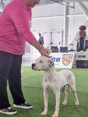Étalon Dogo Argentino - Alésia du domaine de Giulaxe