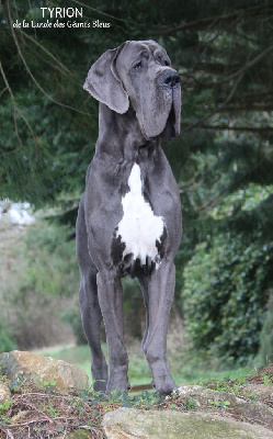 Tyrion de la Lande des Géants Bleus