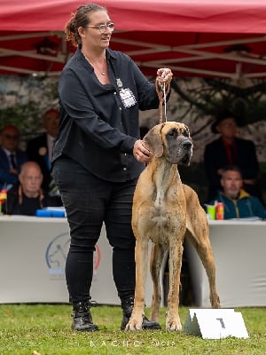 Étalon Dogue allemand - Volkova dite hyôrinmaru Du Wekomundo Of Dark Angel's