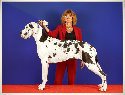 Étalon Dogue allemand - CH. mch ultima Du Haut Dagour