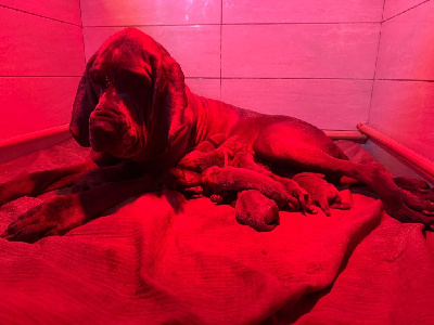 Étalon Dogue allemand - Splatsh Des Iles Aux Falaises