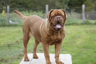 Étalon Dogue de Bordeaux - Unesse (Sans Affixe)