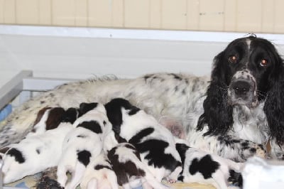 Toscane des Diamants Verts