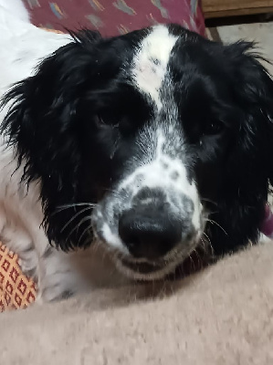 Étalon English Springer Spaniel - Athena Du Domaine Du Springer