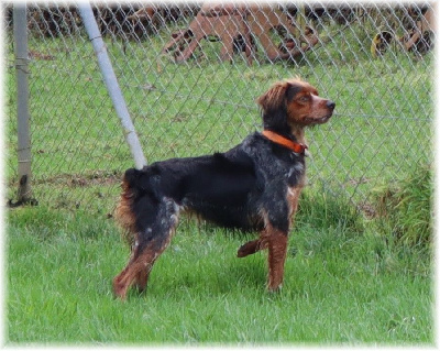 Étalon Epagneul Breton - Shanelle du domaine d'aiden