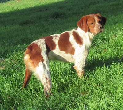 Étalon Epagneul Breton - Valdi des bois de gland
