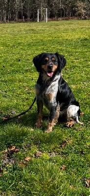 Étalon Epagneul Breton - Uméo de keranlouan