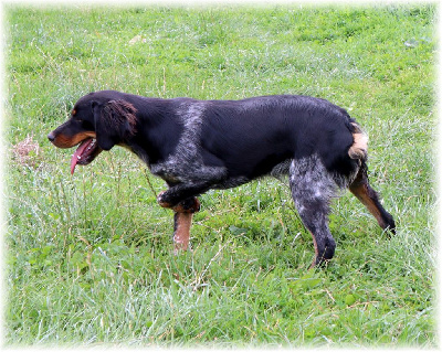 Étalon Epagneul Breton - Shipie du domaine d'aiden