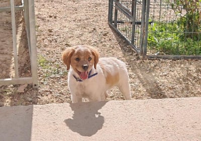 Étalon Epagneul Breton - Ades du vallon de majargues