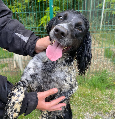 Étalon Epagneul Breton - Utah du Marais de Saintonge