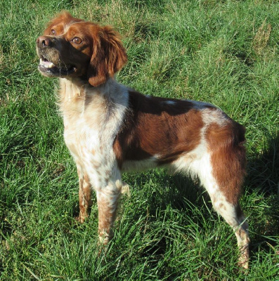 Étalon Epagneul Breton - Safran De tremouard