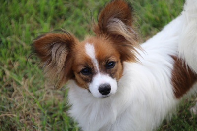 Étalon Epagneul nain Continental (Papillon) - Ariel Du Royaume Des Licornes