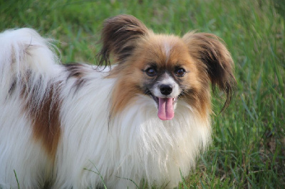 Étalon Epagneul nain Continental (Papillon) - Tosca Du Royaume Des Licornes