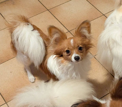 Étalon Epagneul nain Continental (Papillon) - Altesse-royale-poupie De La Fée Violette