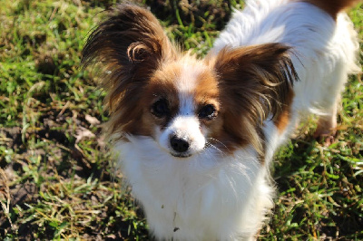 Étalon Epagneul nain Continental (Papillon) - Superstar Du Royaume Des Licornes