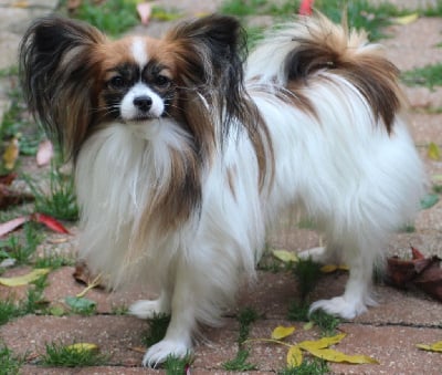 Étalon Epagneul nain Continental (Papillon) - cheeryflame Barney