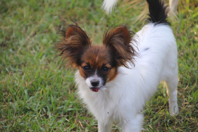 Étalon Epagneul nain Continental (Papillon) - Avy Du Royaume Des Licornes