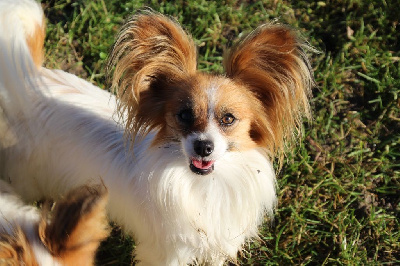 Étalon Epagneul nain Continental (Papillon) - Touch the sky Du Royaume Des Licornes