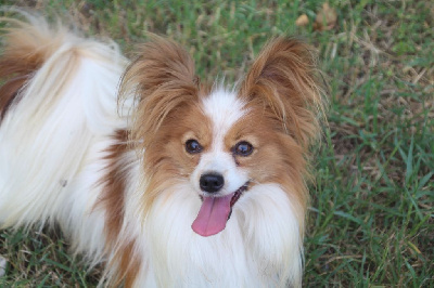 Étalon Epagneul nain Continental (Papillon) - Uriel Du Royaume Des Licornes