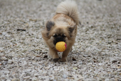 Étalon Epagneul tibetain - Uang-yang-wendy d'Elocera Parck