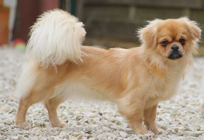 Étalon Epagneul tibetain - Uang zola ker picrom (Sans Affixe)