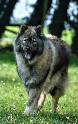 Étalon Eurasier - Ruby Des Diamants De L'océan