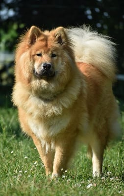 Étalon Eurasier - Sia nanoman des Legendes de Retz