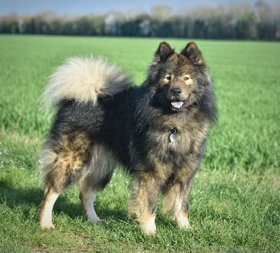Étalon Eurasier - Reiko Des Diamants De L'océan