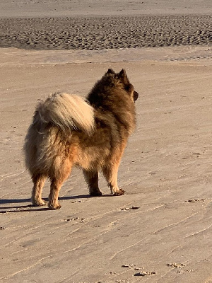 Étalon Eurasier - Umi Des Hauts De Chamboursat
