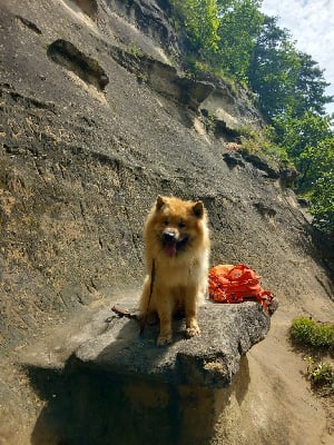 Étalon Eurasier - U'sky sav'up De Jereylle