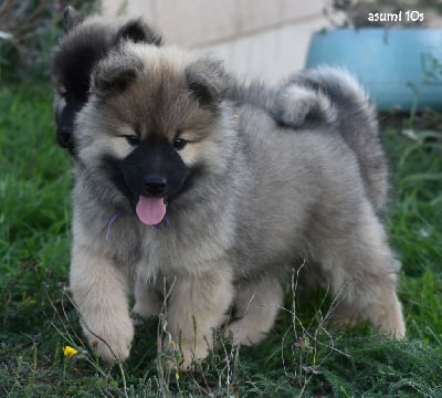 Étalon Eurasier - Asumi des Legendes de Retz