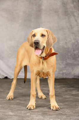 Étalon Fila Brasileiro - Adisha du Clan des Brésiliens