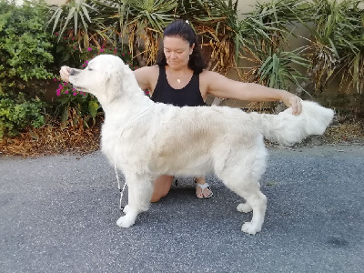 Étalon Golden Retriever - X'sella star z'havlova dvora