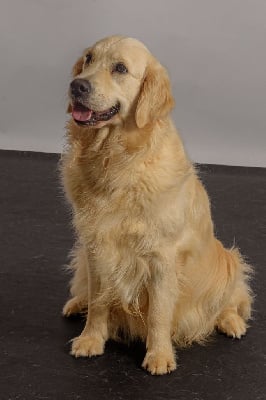 Étalon Golden Retriever - United color lagherta Des Grenouillettes Du Vexin