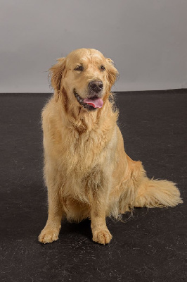 Étalon Golden Retriever - Still loving you selkis Des Grenouillettes Du Vexin