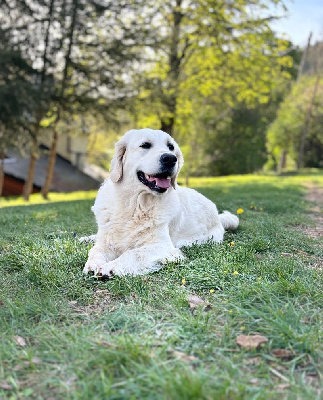 Étalon Golden Retriever - Butterfl 'highland Sokanon