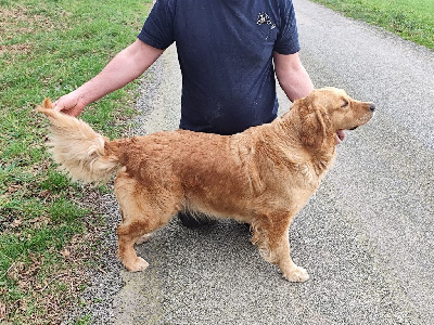Étalon Golden Retriever - Unique craquage pour paillette Au Petit Bonheur Des Anges