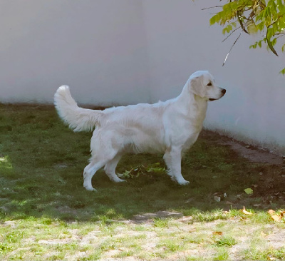Étalon Golden Retriever - Unique au monde Du domaine du rochereau