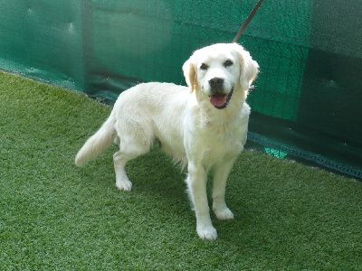 Étalon Golden Retriever - SkaÏ Du Domaine De Dague