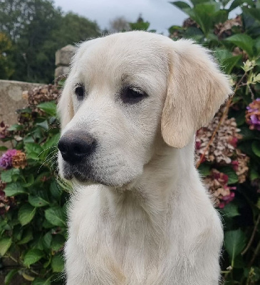 Étalon Golden Retriever - Vamos a la playa dite lili des jardins d'epona
