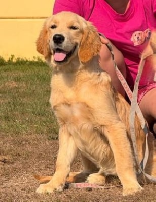 Étalon Golden Retriever - Andalouse Du Brionnais Doré