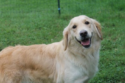 Étalon Golden Retriever - Tess Des Joyaux De La Sambre