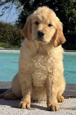 Étalon Golden Retriever - Alaskane Du Brionnais Doré