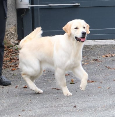 Étalon Golden Retriever - U2 the name o f love De Windy'stia