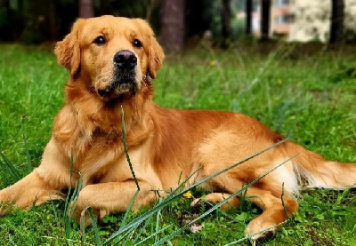 Étalon Golden Retriever - Thor dragon Du Fort De Bertheaume